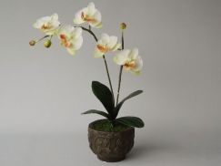 Orchidea w doniczce 28x44 cm białożółta